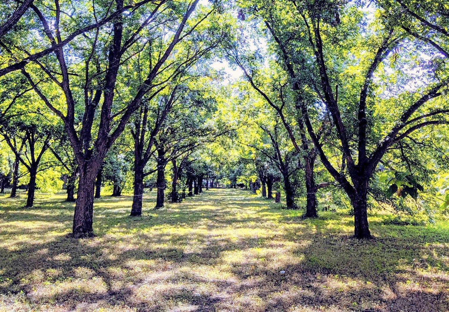 What’s Next for East Austin’s Tillery Street Pecan Grove? TOWERS
